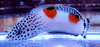 Twinspot Coris Wrasse-2-3"
