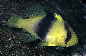 Two Banded Grouper