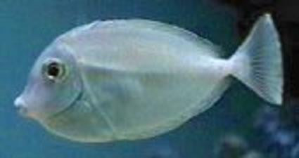 Humpback Unicorn -Naso brachycentron 5-6”
