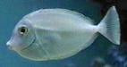 Humpback Unicorn -Naso brachycentron 5-6”