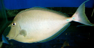 Unicorn Tang(Hawaii)-4"