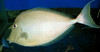Unicorn Tang(Hawaii)-4"