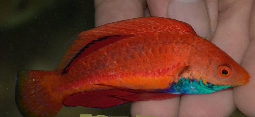 Sailfin (blue throat) Fairy Wrasse | CIRRHILABRUS CYANOGULARIS