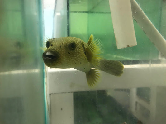 Guinea Fowl Puffer (8")
