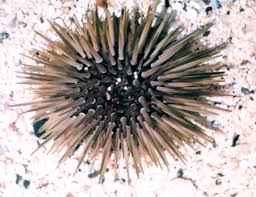 Burrowing Urchin | Echinometra mathaei