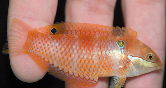 Madagascar Leopard Wrasse (Macropharyngodon vivienae)