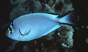 Watanabei Angel-female