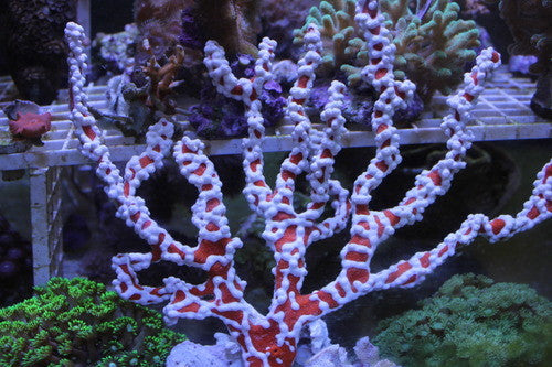 White Lightning Sponge (8" Colony)