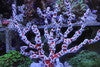 White Lightning Sponge (8" Colony)