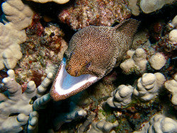 Whitemouth Eel