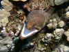 Whitemouth Eel