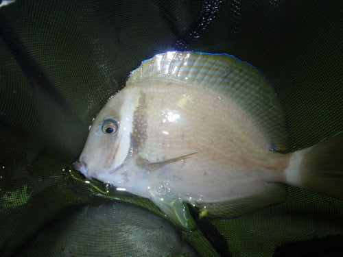 White Bar Surgeonfish (4")