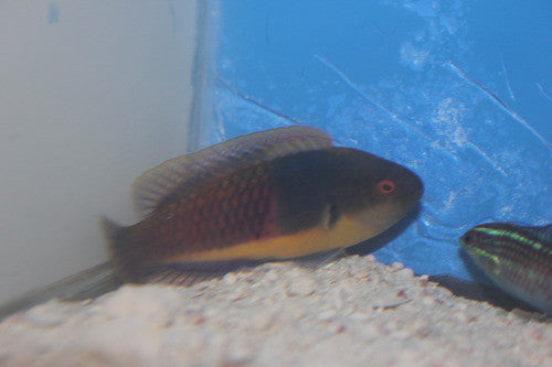 Blue sided fairy wrasse-XXL