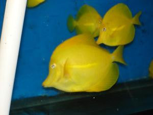 Yellow Tang-(3" Captive Bred)