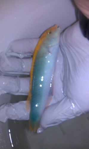 Yellow Cheek Wrasse-5" supermale