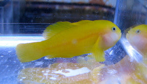 Yellow Clown Goby