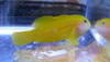 Yellow Clown Goby