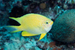 Yellow Damsel