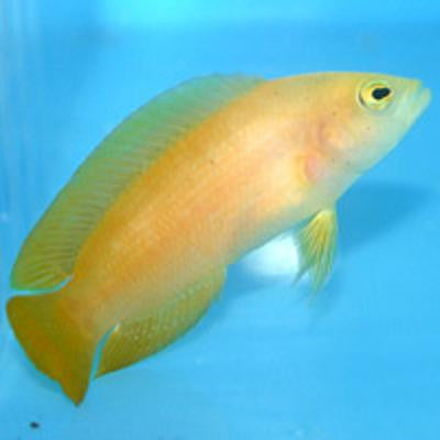Yellow Dottyback