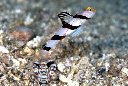 Yellow Rose Goby & Shrimp