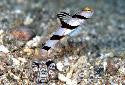 Yellow Rose Goby & Shrimp