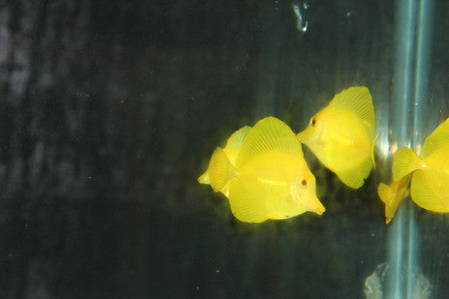 Yellow Tang (Zebrasoma flavescens) 1-2" (Sea of Japan)