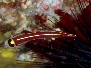 Yellowstripe Clingfish