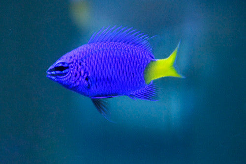 Yellowtail Blue Damsel