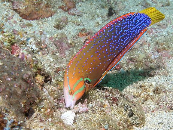 ジュディス ガイガー JUDITH  「Coris Fish」 Coris gaimard - Monaco Nature Encyclopedia