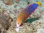 Yellowtail Coris Wrasse-4” adult