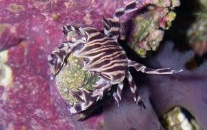 Zebra (urchin) crab