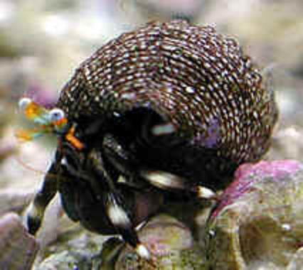 Zebra Hermit Crabs (Hawaii)