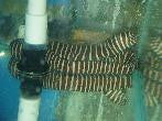 Zebra Moray Eel (15-18")