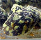 Zebra Turbo Snail