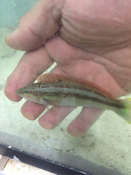 Zig Zag Rainbow Wrasse-5"