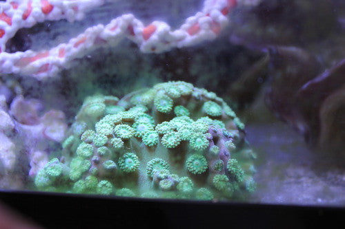 Zooanthid Polyps-Super Green (4-5")