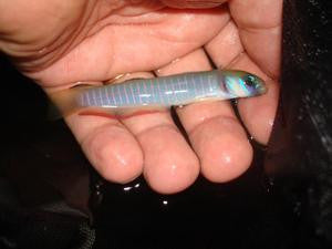 Bar (zebra) Goby