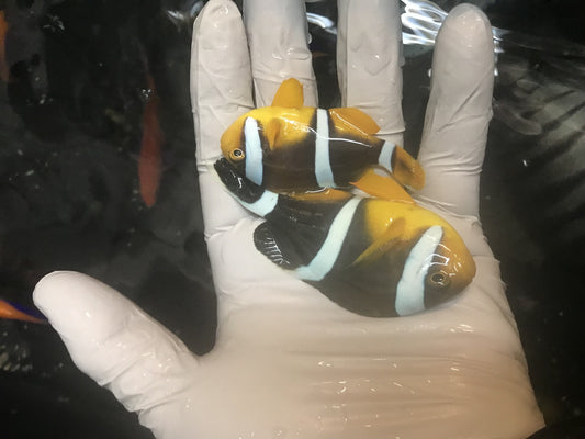 True Mauritius Chrysogaster Clownfish  (male)/  Amphiprion Chrysogaster