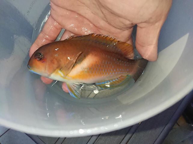 Scarbreast Tuskfin | Choerodon azurio (6")