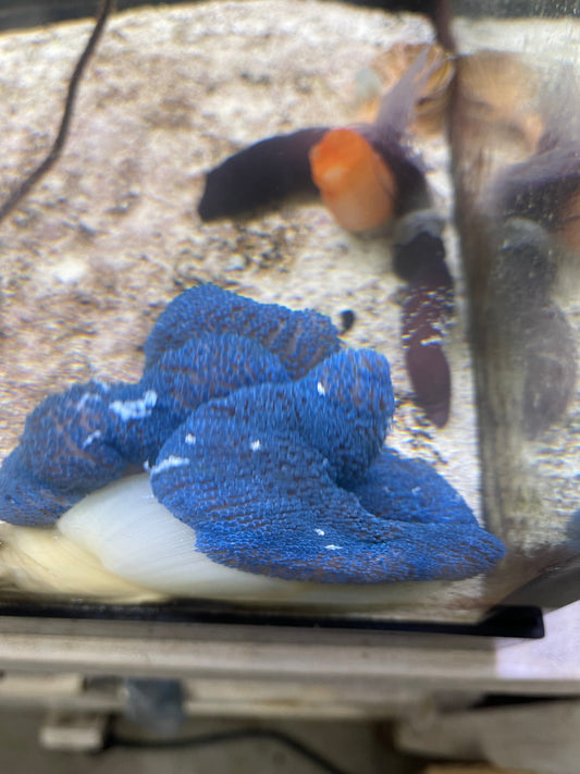 Carpet Anemone-Blue (12")-Haddoni