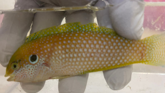 Super Male Kuiter's Leopard Wrasse (Macropharyngodon kuiteri) 4"