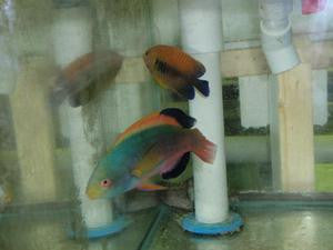 Scott's Fairy Wrasse 2-3" (Tahiti)
