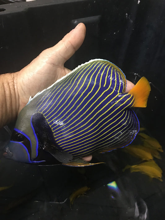 Imperator Angel 8" (orange tail-Male)