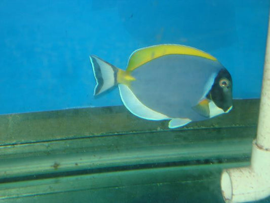 Powder Blue Tang|Acanthurus leucosternon-XL (4-5")