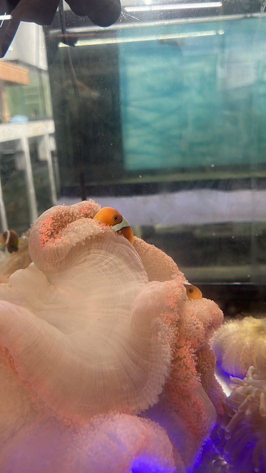 WYSIWYG White Bonnet Clownfish with host red carpet Anemone