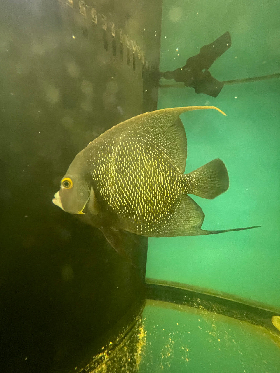 French Angelfish (7-8") | Pomacanthus paru