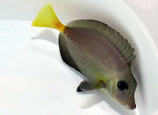 Indonesian Sawtail Tang - Prionurus chrysurus (6-7")