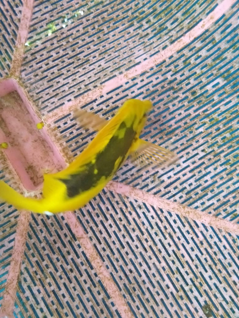 Calico Scopas Tang (5-6")