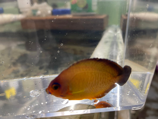 Deep Water White Coral Beauty Angel Color Morph