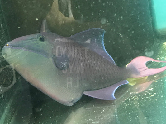 Niger Trigger (10") red teeth